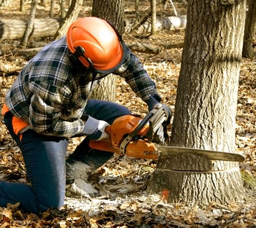 Tree Removal in Blenheim, SC